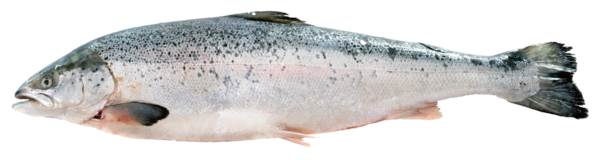 TK Lachs "Superior", mit Kopf, ausgenommen, IQF, 0-1% Glasur, ca.3-4kg, 1 KG Salmo Salar, einzeln verpackt