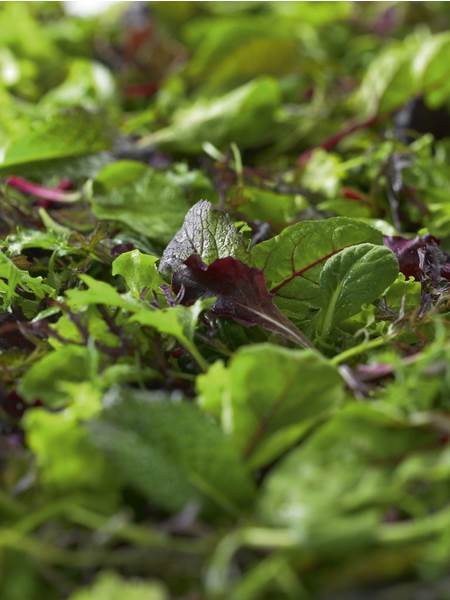 O+G Keltenhof, Salatmischung Baby Leaf, Mischung aus EG-Gemüse, 0,25 KG/BT Multiblatt grün,Mizuna grün,Mizuna rot, Tatsoi, roter Senf, Mangold rot,