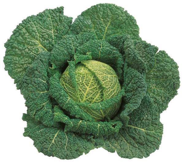 O+G Kohl, Wirsingkohl, 1 KG