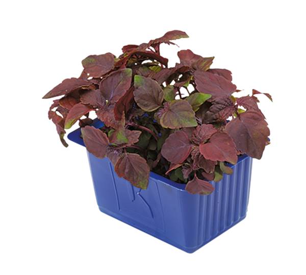 F+V Cress Shiso Mix Red 1.1 KG/CT