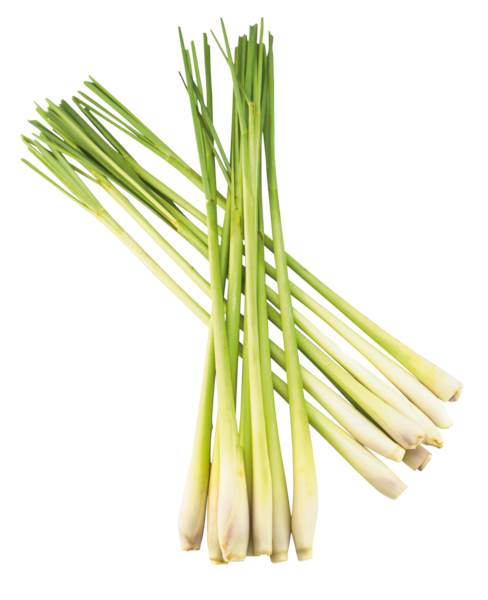 O+G Kräuter, Zitronengras (kg), 1 KG