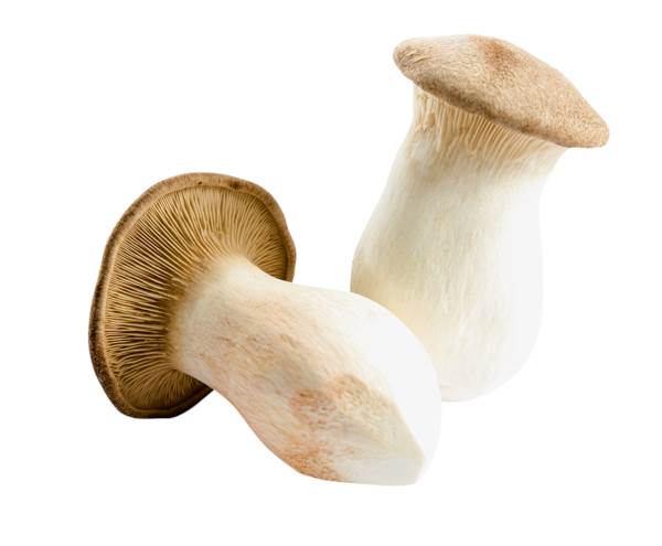 O+G Pilze, Kräuterseitlinge, grob, 1 KG