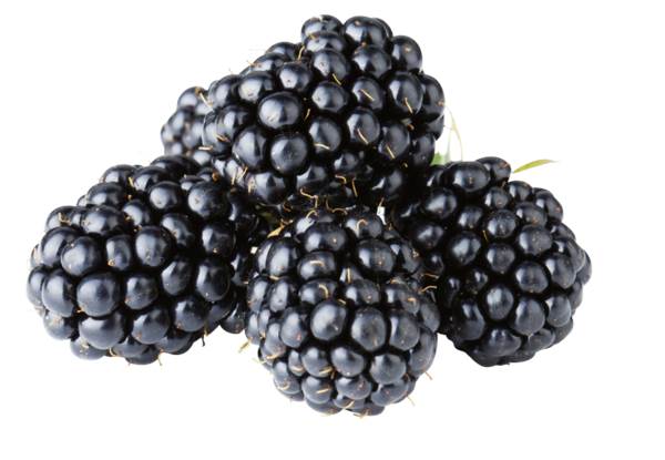 O+G Beeren, Brombeeren, 125g, 125 G/SH