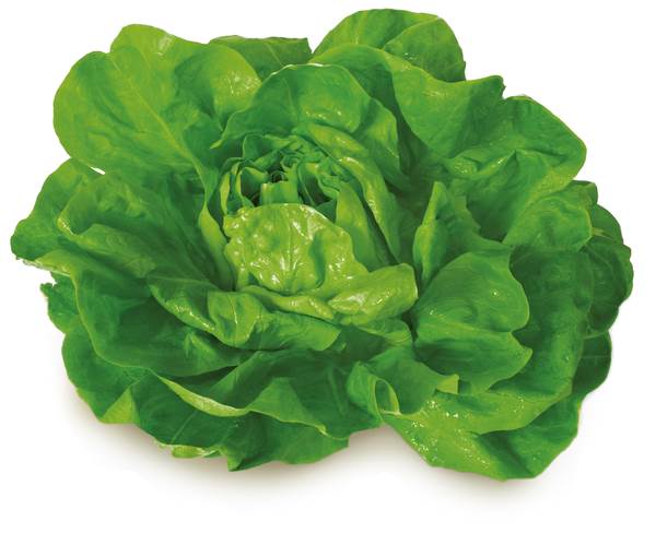 O+G Salat, Kopfsalat, 300 G/ST