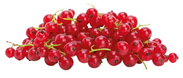 O+G Beeren, Johannisbeeren rot, 500g, 500 G/SH