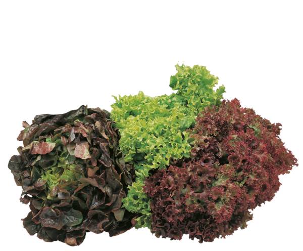 O+G Salat, Mixsalat, 200 G/ST