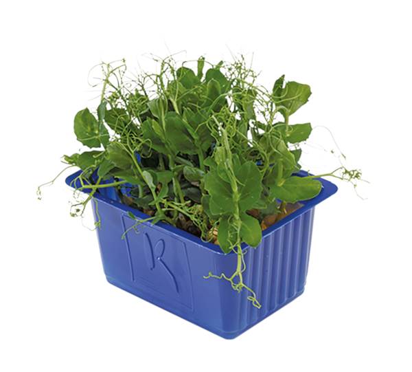 O+G Kräuter, Kresse, Affilla, 16er Schalen, 1,3 KG/KT