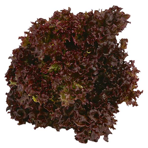 AGF lollo rosso sla 1 ST