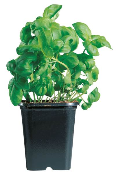 O+G Bio Kräuter, Basilikum, Topf, 300 G/ST