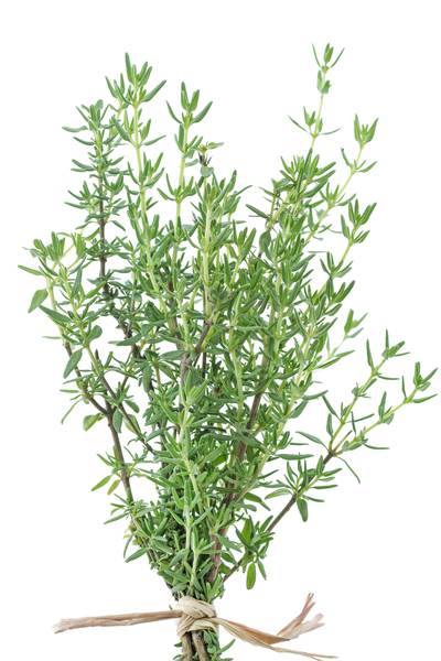 O+G Kräuter, Thymian, XXL-Topf, 30cm, 3 KG/ST