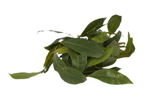 AGF laurier, bosje 75 GR/BA