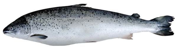 Frischer Lachs, ganz, ausgenommen, Ursprung: Norwegen, ca. 3-4kg, 3,5 KG/ST