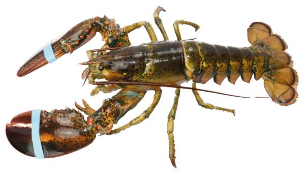 kreeft 500-600gr, Canada 0,55 KG/ST