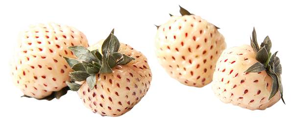O+G Beeren, Erdbeeren, weiß, 100g Schale, 100 G/SH