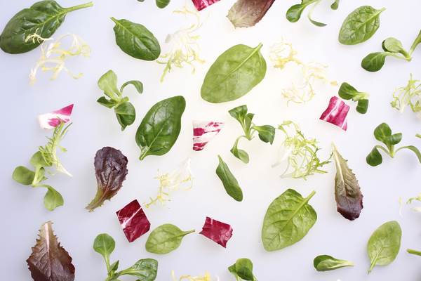 O+G Keltenhof, Salatmischung Rapunzel 500g, 500 G/BT Frisée fein, Radicchio, Feldsalat, Baby Leaf Mangold rot, Baby Spinat