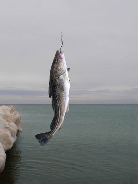 Skrei(torsk) ude nhoved, Gadus morhua, Norsk, 2-4 kg