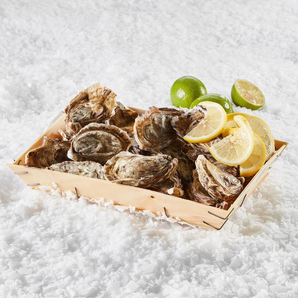 Stillehavsøsters fanget i Vadehavet, Crassostrea gigas, 25 stk.