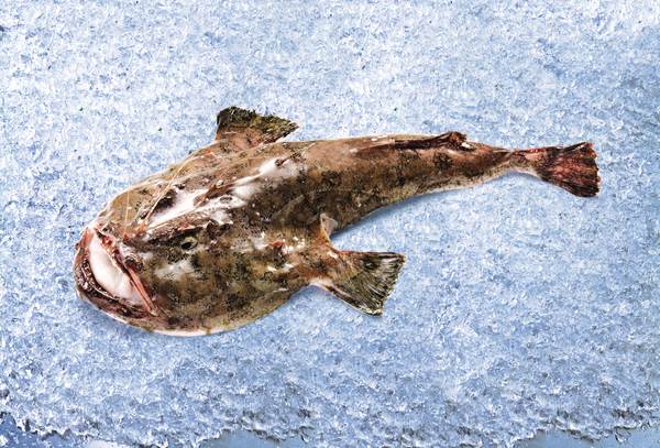 Sea Culinar Monkfish whole, Lophius piscatorius, per kg 1 KG