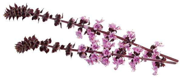 O+G Blüten, Zallotti Blossom, 150 G/SH