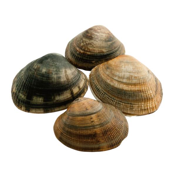 Sea Culinar Japanische Teppichmuscheln (Vongole), frisch, 1 KG
