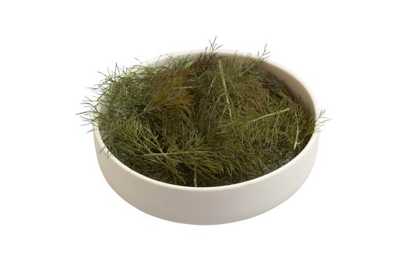 F+V Keltenhof Bronze fennel   30g 30 G/BI