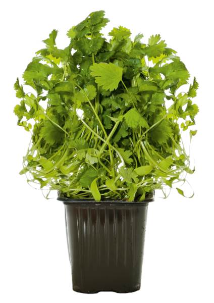 Zioła w doniczce - kolendra, 1 ST
