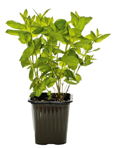 Zioła w doniczce - mięta, 1 ST