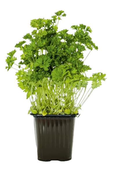 Zioła w doniczce - pietruszka, 1 ST