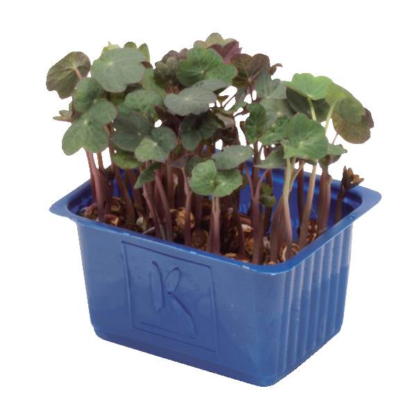 AGF zorri cress, bakje 100 GR/BA