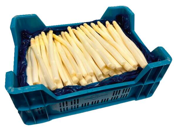 AGF 3,5kg geschilde asperges + 1,5kg schillen KLASSE A 5 KG/KR