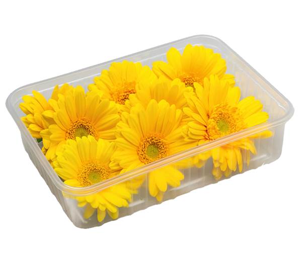 AGF goudsbloem 1 ST/BA