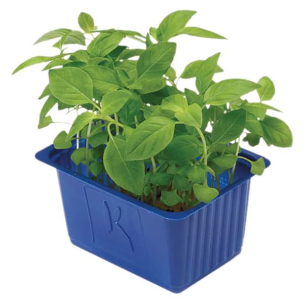 AGF limon cress 70 GR/BA