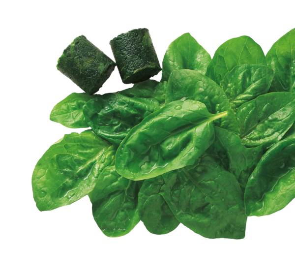 TK Ardo Bio Blattspinat, portioniert, ca.15g, 2,5 KG/BT