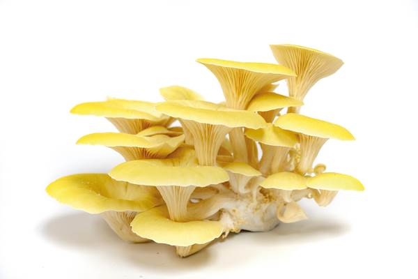 Boczniak cytrynowy, kaliber: 20-70 mm, 0,5 KG/KT