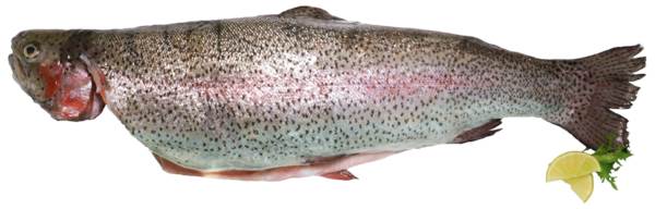 ZIELENICA - Pstrąg tęczowy łososiowy, patroszony, ok.1-1,5kg 5 KG/KT