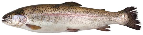 Regenbogenforelle aus.300-350g 3kg