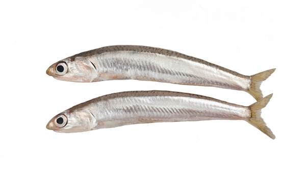 Mr Aterynka cała 3-5cm, surowa, IQF, Hiszpania 1 KG/PA
