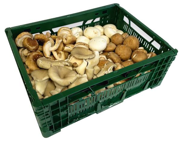 AGF paddenstoelenmix ca. 3kg 3 KG/KR shiitake, oesterzwam, kastanjechampigon, champignon