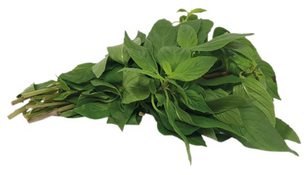 AGF basilicum Thaise (hoes) 80 GR/ST