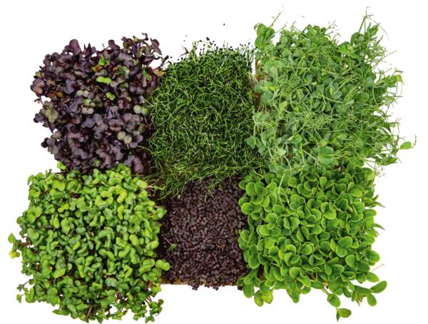 O+G Kräuter, Kresse, Gastro Mix, 1,5 KG/KT
