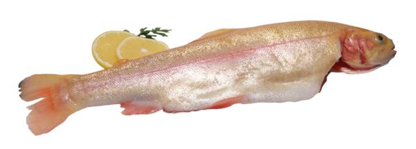 ZIELENICA - Pstrąg złocisty, patroszony, 350-600 g, 3 KG/KT