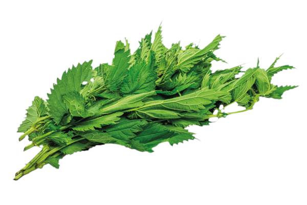 AGF brandnetel 100 GR/BA