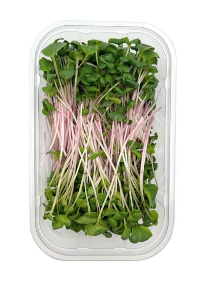 O+G Microgreen, Radieschen, China Rose, 100 G/SH