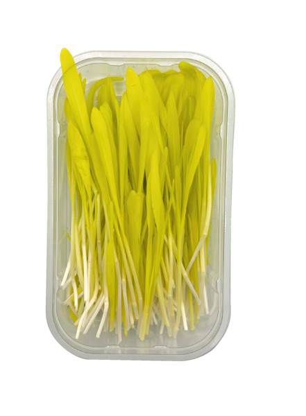 O+G Microgreen, Mais, 50 G/SH