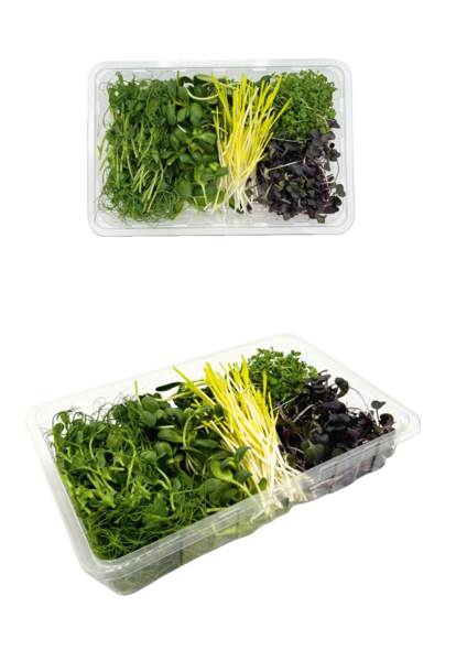 O+G Microgreen, Shoots Inspo Mix, 150 G/SH Erbse, Sonnenblume, Mais, Grünkohl, Radieschen