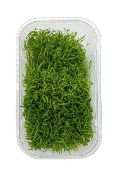 O+G Microgreen, Möhre, 50 G/SH