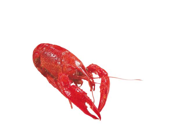 TK Louisiana Flusskrebse, gekocht, ganz, im Weißweinsud, ca.20-30 Stück, 0,5 KG/PK