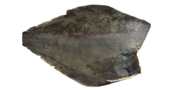 Mr Halibut niebieski tusza, bez ogona, J-cut, 2-3 kg, Royal Greenland, 16,5 KG/KT , Grenlandia