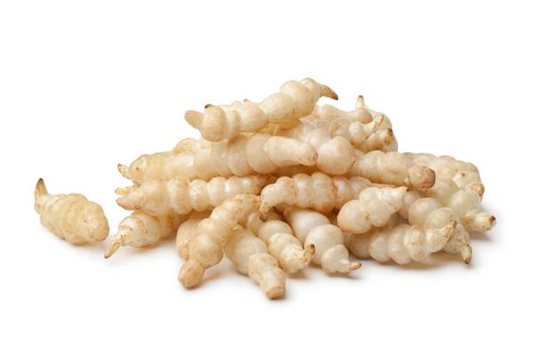 Czyściec bulwiasty, chiński karczoch, 500 GR/PU