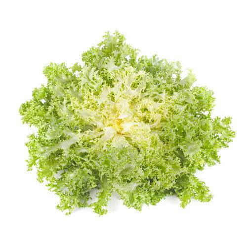 Salat Frisee gul løs KL1 Spanien/Tyskland, 8-10 stk.